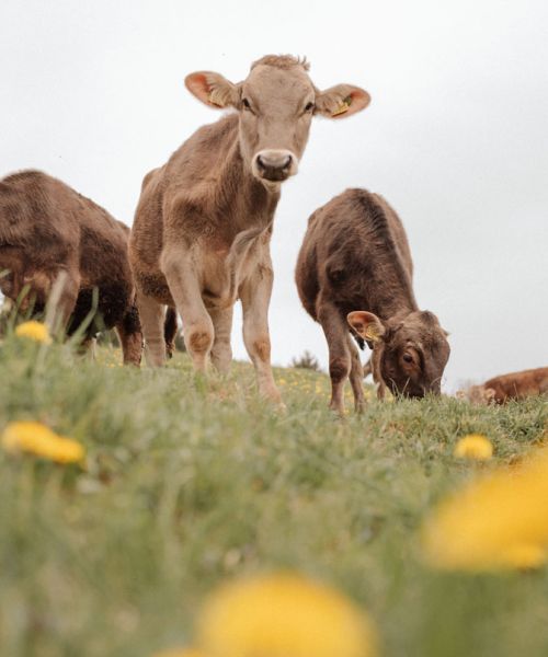 Rinder vom Ferienhof Mair in Dietzen