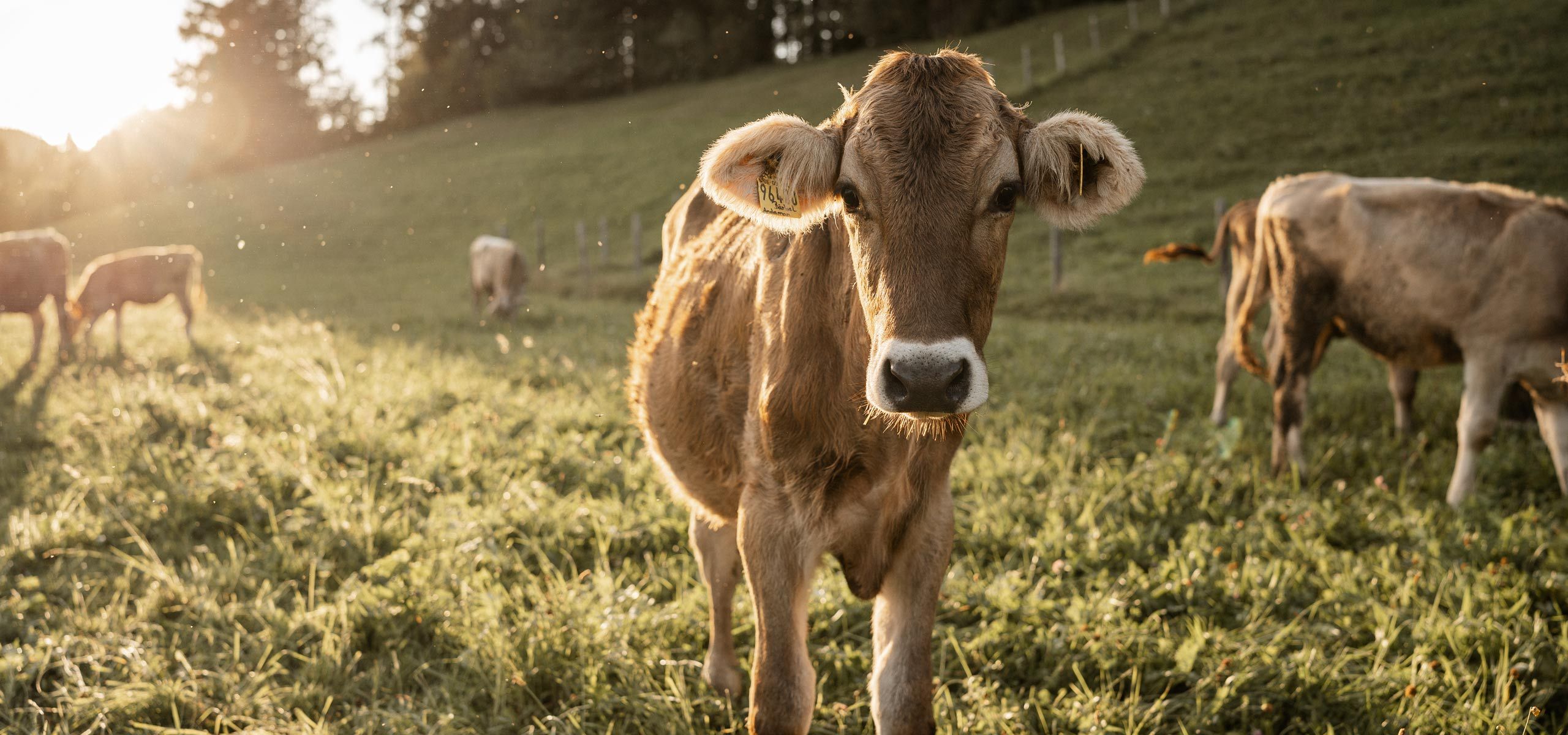 Urlaub auf dem Ferienhof Mair in Immenstadt im Allgäu