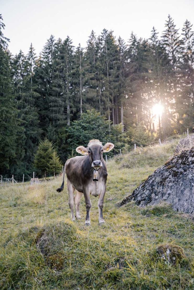 Kühe auf der Wiese in Blaichach im Allgäu