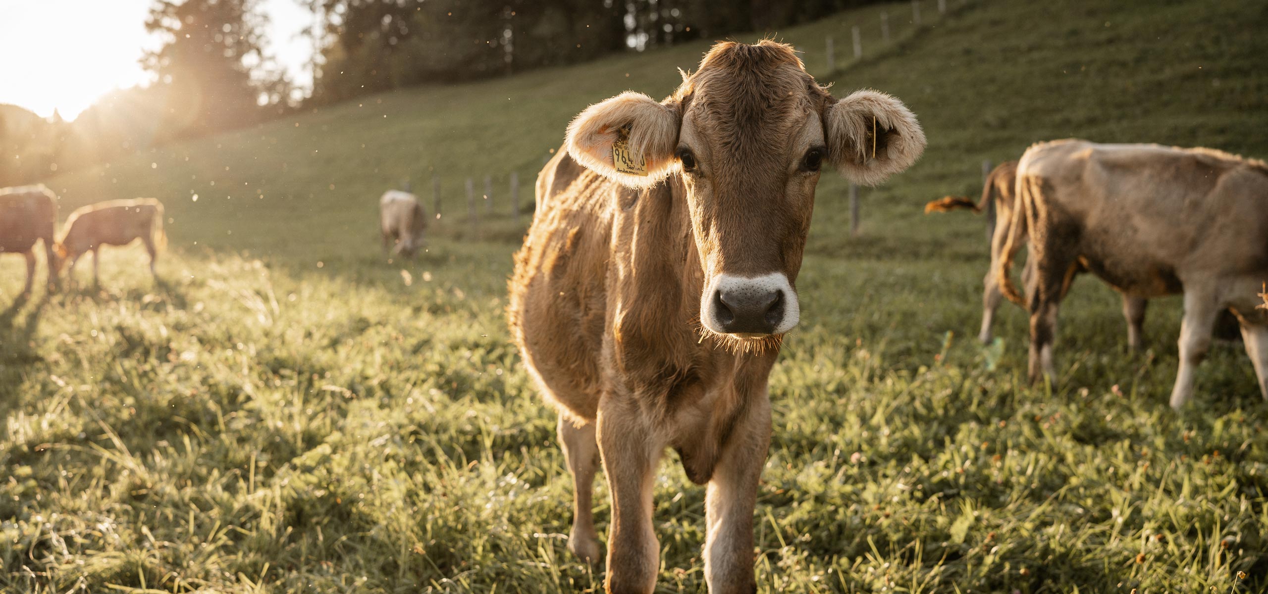 Urlaub auf dem Ferienhof Mair in Immenstadt im Allgäu