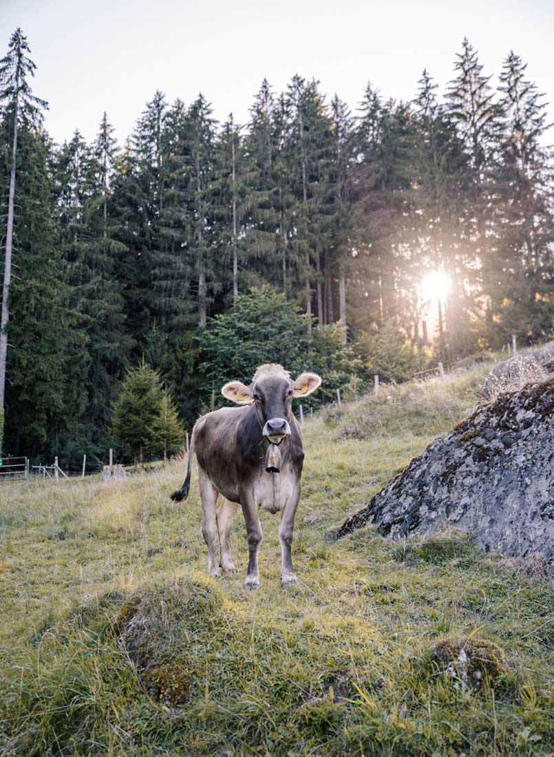 K&uuml;he auf der Wiese in Blaichach im Allg&auml;u