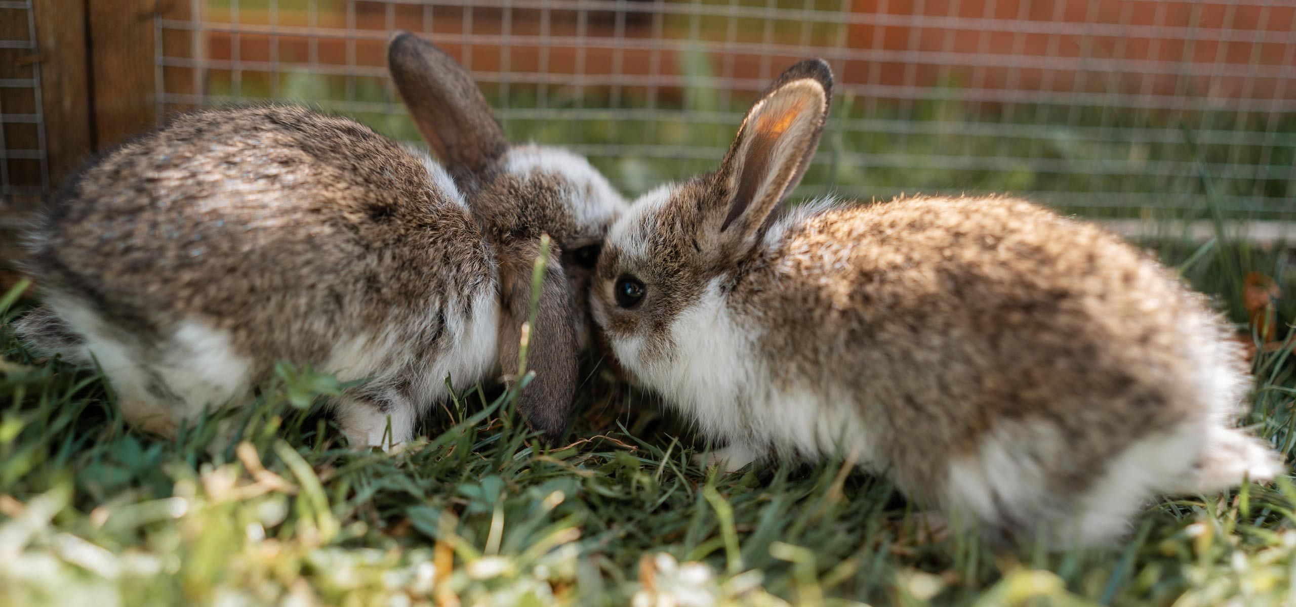 Urlaub auf dem Ferienhof Mair in Immenstadt im Allg&auml;u