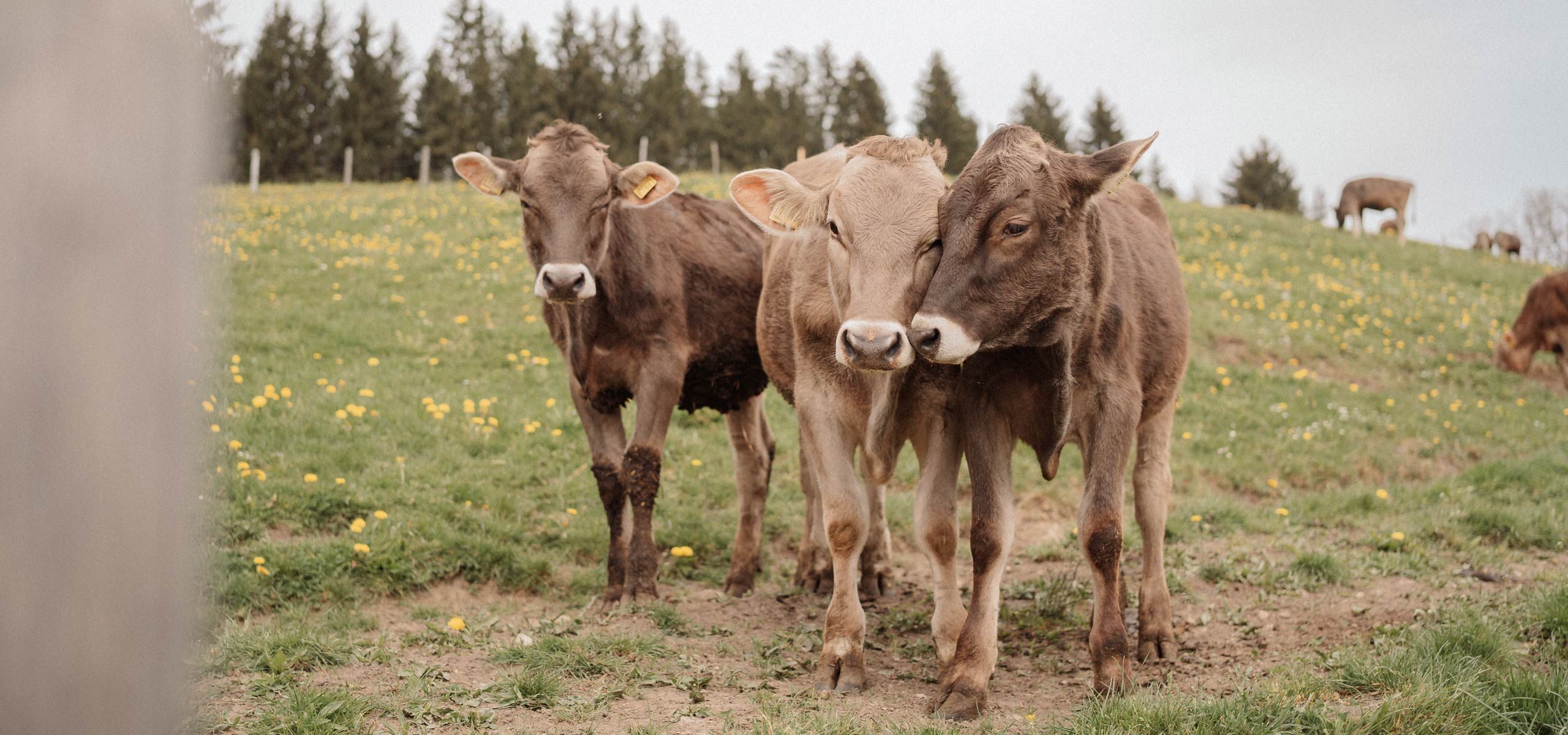 Urlaub auf dem Ferienhof Mair in Immenstadt im Allg&auml;u