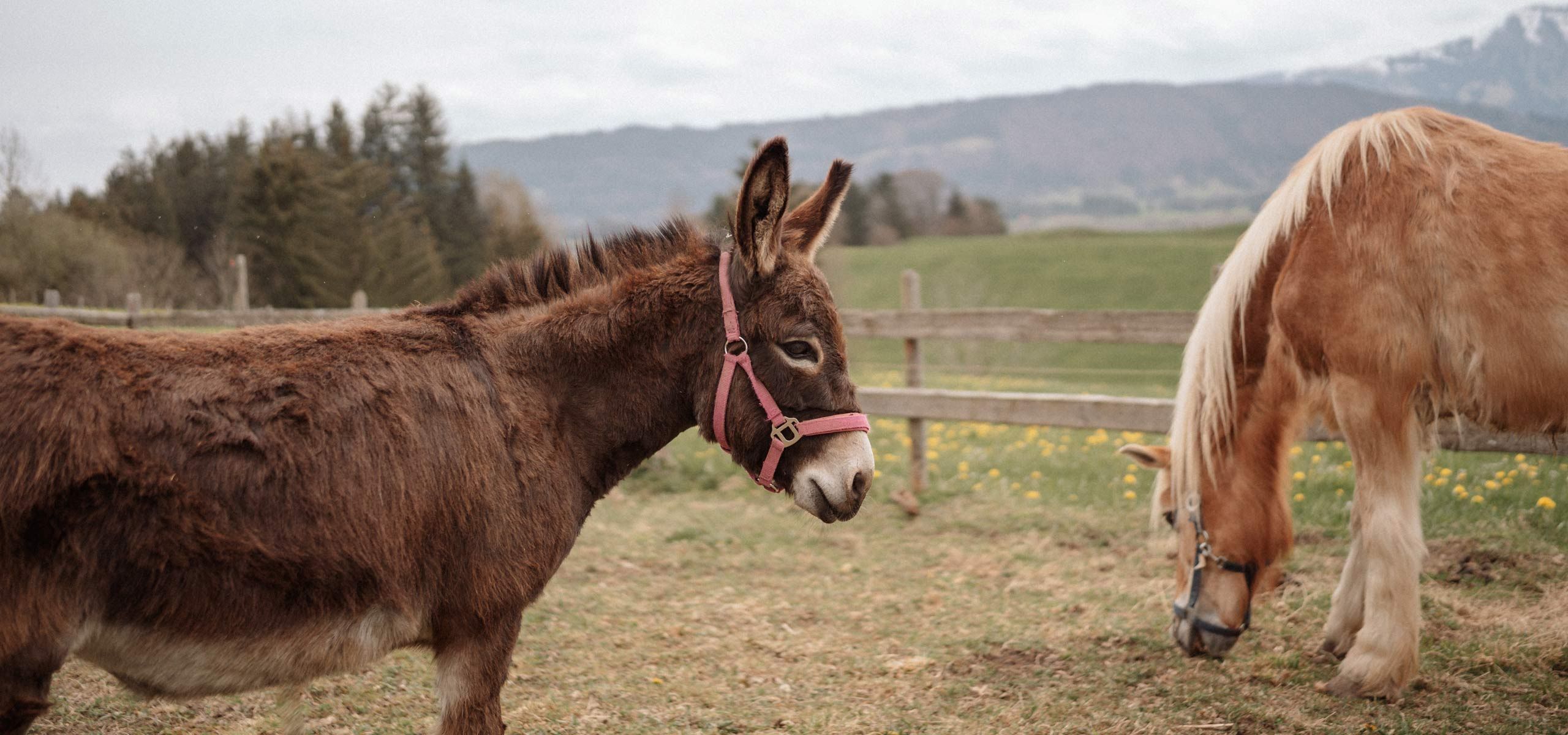 Urlaub auf dem Ferienhof Mair in Immenstadt im Allg&auml;u