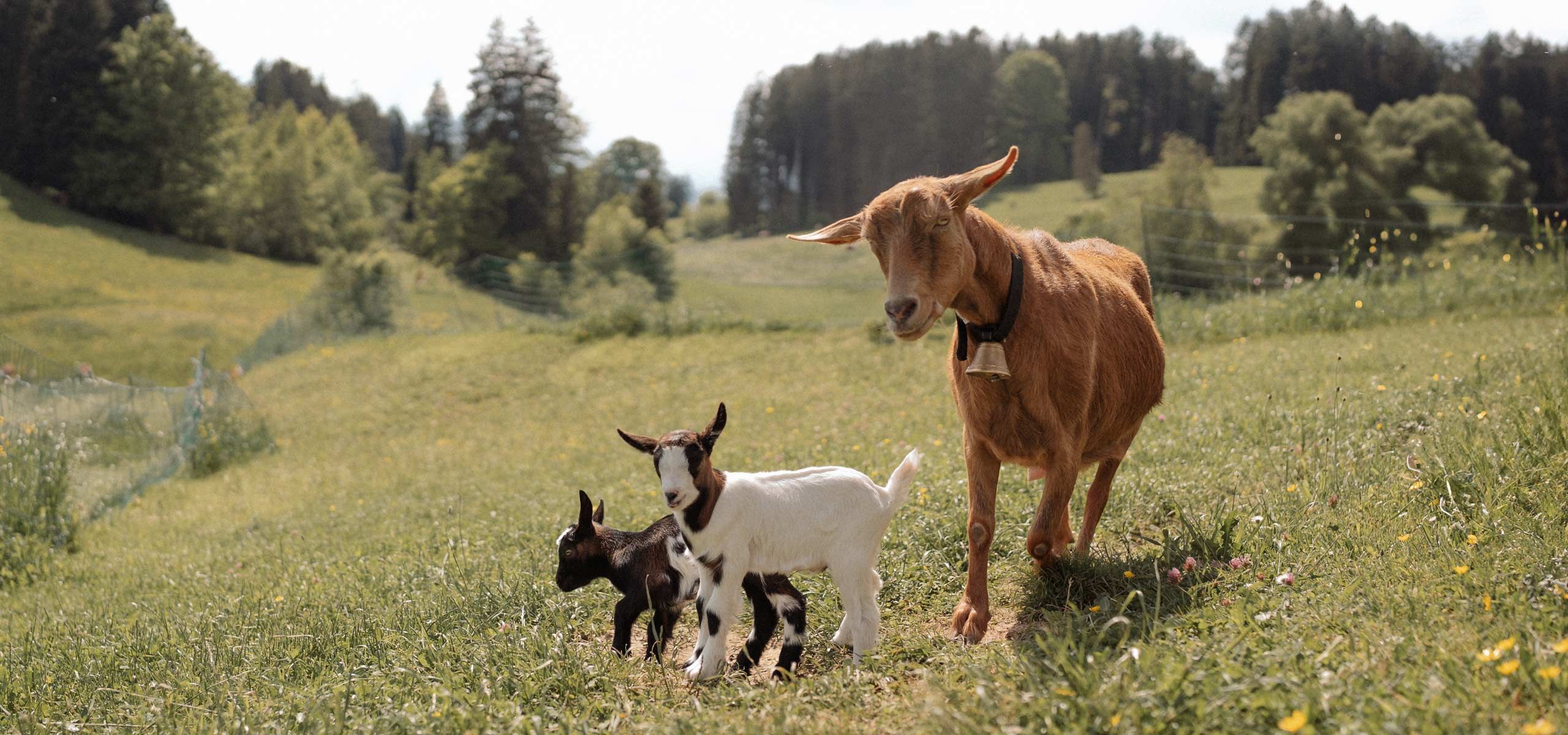 Urlaub auf dem Ferienhof Mair in Immenstadt im Allg&auml;u