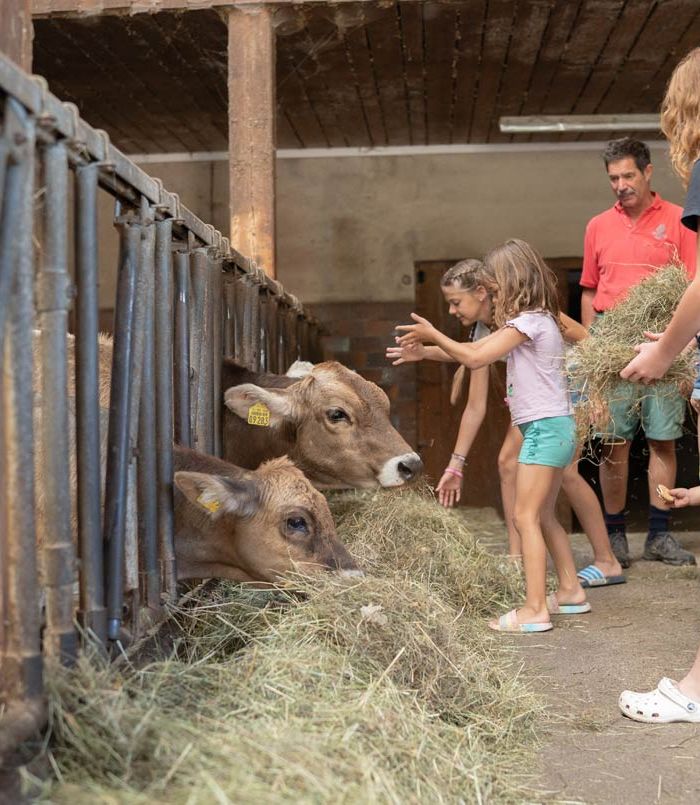 Gemeinsam Rinder f&uuml;ttern - Ferienhof Mair